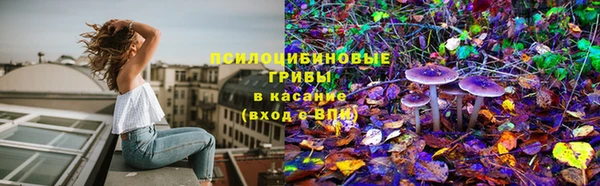 крисы Баксан